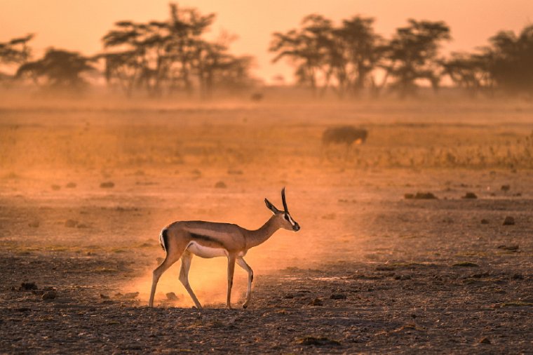 090 Amboseli Nationaal Park.jpg